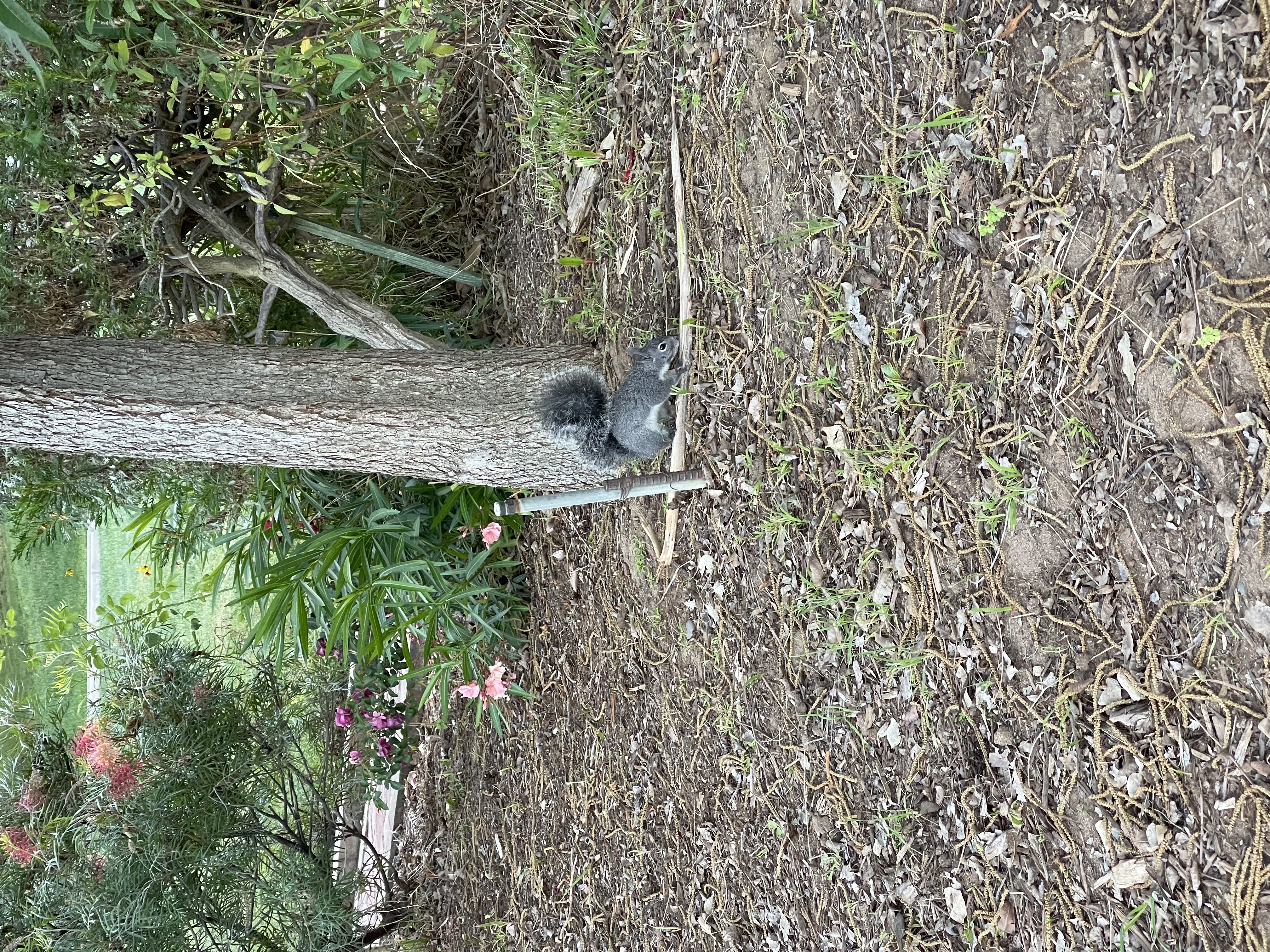 Squirrel, with stick